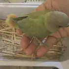 فرخ روز غر