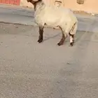 فحول نعيم صنف طيبه للبيع