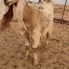 للبيع جفره عارضيه صفراء خصم