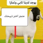 تيوس مستوردة بالتقسيط