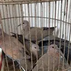 قماري للبيع