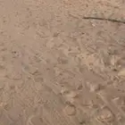 قعود