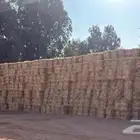 ذرة حمراء وخضراء للبيع