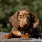 جراء داشهند مميزه من روسيا