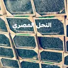 نحل مصري خالي من الامراض ضماان