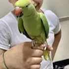 بيبيه دره. بغبغاء