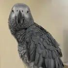 كاسكو أليف جدا جدا متكلم اكثر من 50كلمه سنه ونصف العمر