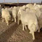 طليان حري مناسبات ومصلخ بلموقع