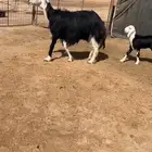 شاه نجديه صنف