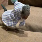 كويكر اليف للبيع