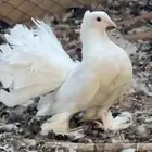 حمام رقاص