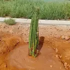 خلاص سكري خضري فروخ صقعي جثايث مجدول مجذر عنبره عجوه برني