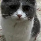 قطة للبيع