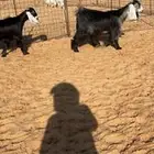 جفرات عوارض جذعات صنف