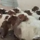للبيع رخال نعيم مراح واحد طيبه