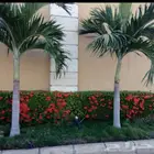 تنسيق حدائق جميع انواع الورود الطبيعيه
