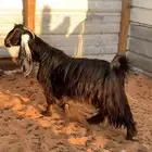 معزا عوارض للبيع العدد 3