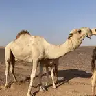 بعير فحل