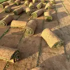 Natural Grass C2000 high quality free from weeds