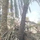 نظافة النخل .تكريب .وقلع غرايس وغرسها