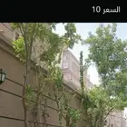 قص وتزيين اجدار