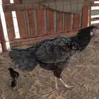 دجاج باكستاني للبيع