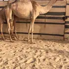 خلفه كفو تحتها قعود ابيه سمحون العطيه للبيع هجن