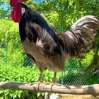 دجاج وديوك بلدي