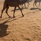 اعرض لك قعدان وبكره