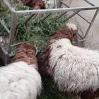 بسم الله ماشاء الله عرض طليان للبيع 3 نعيمي واحد حري واحد م