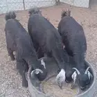 للبيع تيس وجفار