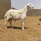 مشروع فحل حري قوي
