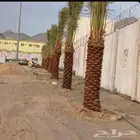 ابو علي لتوريد انخيل