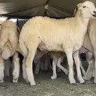 طلي حري هرفي للبيع