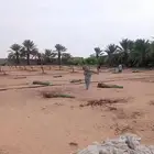 مقاول جميع انواع الشبوك وأعمال النخيل والبيوت التراثيه من ا
