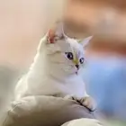 سكوتش ستريت