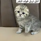 قطط سكوتش تايقر تربل فولد للبيع (155)تقييم