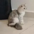 بسة للتبني مع اغراضها مطعمة