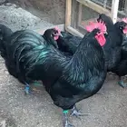 أطقم بشاير استرالوب بلو   اسود