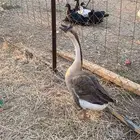 وز عراقي كوبرا . كوبرا ذكر