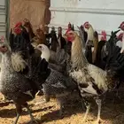 دجاج بياض