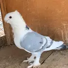 انثى حب رمان