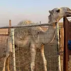 ابل قعدان