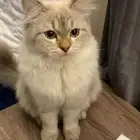 قطه أنثى
