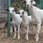 عنز بيشيه معها توم تيوس