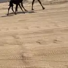 خلفه مجهم ثنو تحتها بكرة طيبه