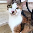 قطه مفقوده في الطايف - السيل الصغير - ذوي حجي - القهيب