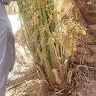 نقوم بقلع وغرس جميع انواع النخيل والتويد الاجميع انحااللممله
