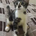 تبني قطط صغار
