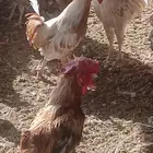 ديوك ودجاج بلدي للبيع